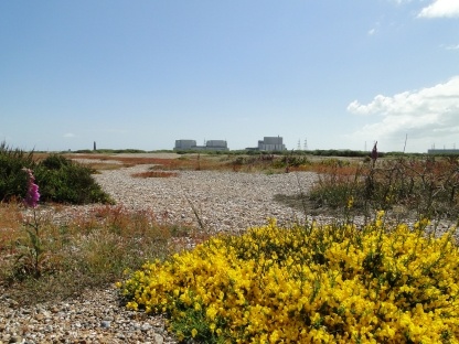 EDF Energy has owned the Dungeness estate since 2015