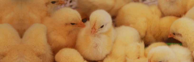 Poultry savings: Customer case study