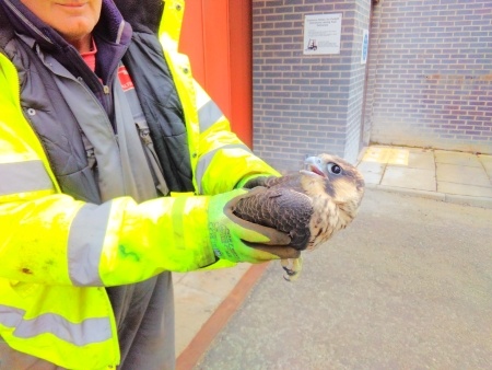 "Percy" the Peregrine had to be rescued from a road on the power station site