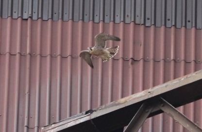 Falcon at Hartlepool Power Station