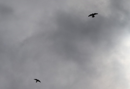Falcon at Hartlepool Power Station