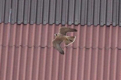 Falcon at Hartlepool Power Station