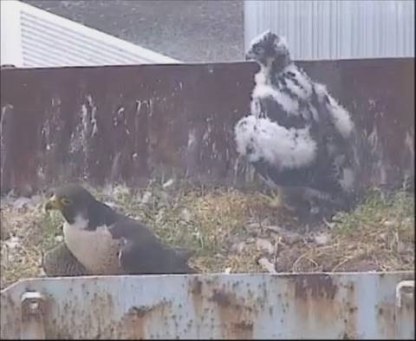Peregrine falcon at Hinkley Point B