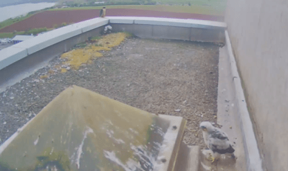 A webcam image of a peregrine falcon parent and two chicks at Torness Power Station