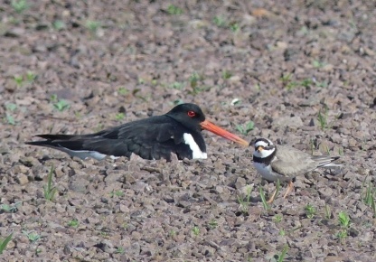 A photo of a ringed plover at its nest site at Torness power station with an Oyster Catcher in shot.