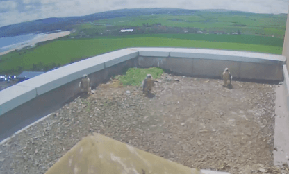 Three peregrine chicks at their nest site at Torness