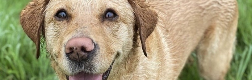 Guide dog, Anne