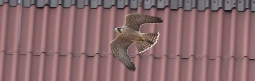 Falcon at Hartlepool Power Station