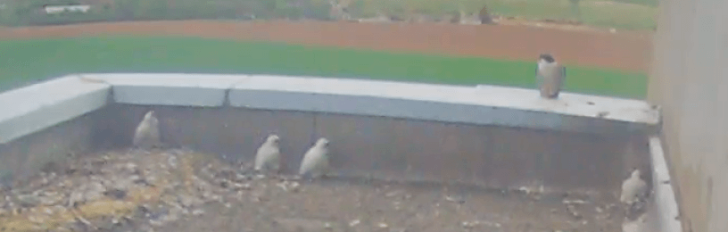 Photo of four peregrine falcon chicks on a roof top nest at Torness being watched by adult peregrine falcon