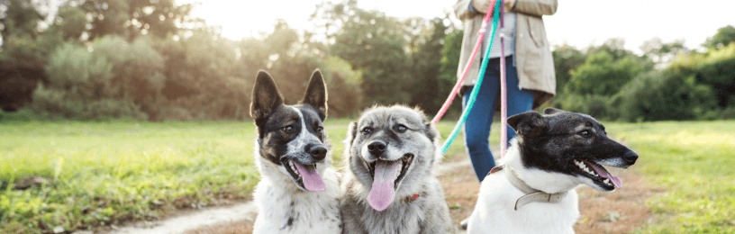 Dog walker with 3 big dogs 