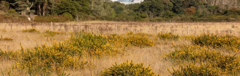Sizewell B taken from studio field on the Sizewell estate