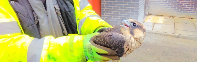 "Percy" the Peregrine had to be rescued from a road on the power station site