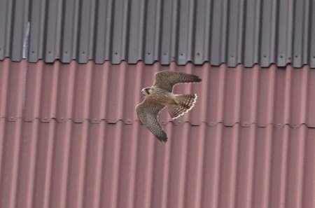 Falcon at Hartlepool Power Station