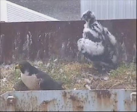 Peregrine falcon at Hinkley Point B