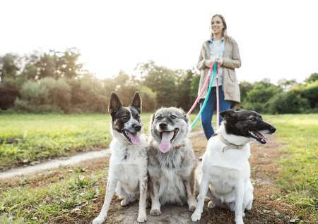 Dog walker with 3 big dogs 