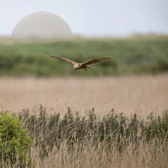 Bird flying over field in front of power station